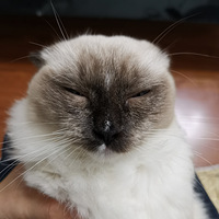 �����ְ��ֺ޵�è