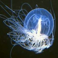 ̽��ˮĸ���� | �������������ϵ�ˮĸ��