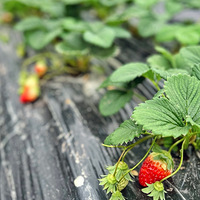 ��ĩ����һ������ժ��ݮ+��ʥ�����ֳ�~