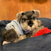 �����³�Ա������������ӭѩ����ļ�����һ������������