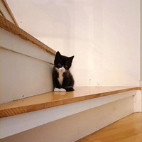 �Ҽ�è��˵���࣬��������