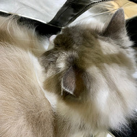 ������겻Ҫ������48�������ջ���һֻ��ȫ�����������̣�