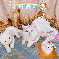 Ӣ�̰�è����