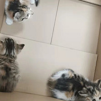 ��ֻ�ɰ���Сè������������