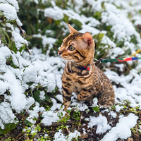 ���ɽ��ѩ��