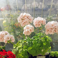 �ݶ�������ȴ�����˻���