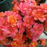 ��Ӵ���ٻ����ˣ�������