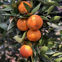 ����������ĩ���޲�ժ��ȥ���������Ե���