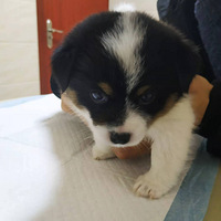 ��Ϊ�⹷�ӣ��ҿ������