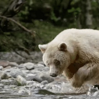 ��ʷ����ҵ�ù�ܡ����˰׻����������������������÷�����������