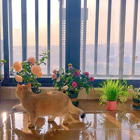 �ҵ���̨�����ռǣ������㣬�¼�����ݮ�����򣬷����ӣ�ƹ�Ҿգ�