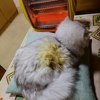 ��è�������������ë�������˻�Ҫ����