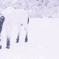 ȥ�������һ�ⶬ�յ�����