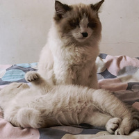 ��ֻɳ��������Ϸ