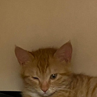 ԭ��Сè��Ҳϲ����ըʳƷ��