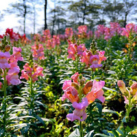 �����գ������ǲ�Զ�����յĽ���ݻ���̫�����ˣ�