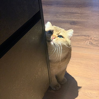 ЯԪ��ף���������֣���֮�����ʵ�֣����¶�ͼ