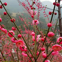 ��÷�������������Ź��