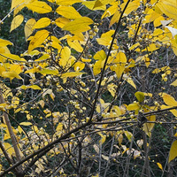 ������÷ʢ�������ƺ��ߺ�÷ŭ��