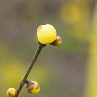 ����÷����ȥ�����ˣ�����ֱ��������÷���صأ����پ�����