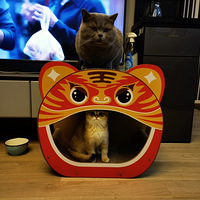�����׳����Բ����è�ܵ���ϱ��