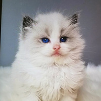 ����ë���ӹԹԳ������ұ���