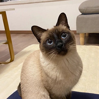 ��С�ɰ�һö