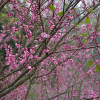 ��������������÷ʥ�أ�ÿһ����������