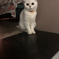 ����Ҳ���һ������5Ԫ����ë���ӡ�������