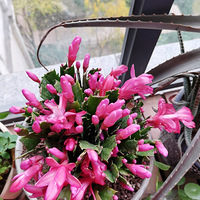 зצ�����ú�ïʢ��