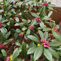 ����ɶ�ӻ�����õ��ɫ�Ļ�����С���