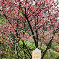 �������һĨ��