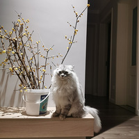 ��������ϸ����è��