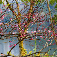 ���ƺ�÷԰��ɫ���ڲ�ͬ