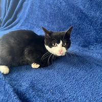 С��ţ����������