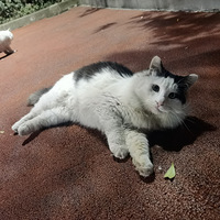 ��ë��ţ������