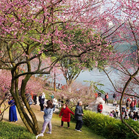 ������ƺ���÷��