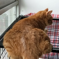 �����ճ�������������