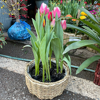 �仨�г���������Ը����������Ϊ��Ư���Ĵ��ڻ���֮һ