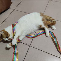 5��Ǯ�Ķ�è����������ó�����