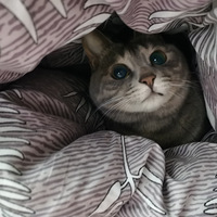 �������Сè��