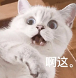 СȺôھˣ˵˵С֯Ļ