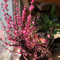 ÷������̫���� ������һ���޼�