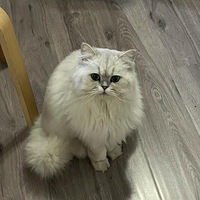 �Ҽ�è���Ƣ��̫���ˣ�����