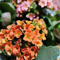 �����ڳ��ٻ�����ò��