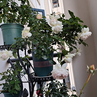 21�꿪ʼ���������¼�