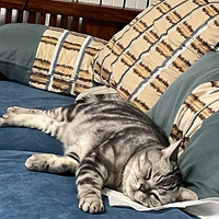 ���˵�ů֮��è���ڵ�����