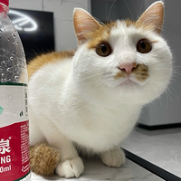 ����������¶���ˣ����⻹������ι������è����С����