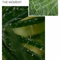 ΢