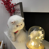 ���ڳ����Ĵ���è